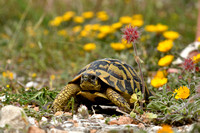 Griekse landschildpad - Hermann's tortoise - Testudo hermanni