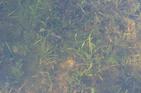 Grote biesvaren - Quillwort - Isoëtes lacustris