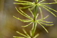 Shady Horsetail; Equisetum pratense