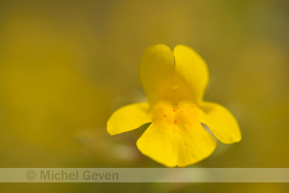 Gele maskerbloem; Yellow monkeyflower; Mimulus guttatus