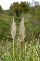 Ravennagrass; Erianthus ravennae