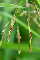 Rijstgras; Cut-grass; Leersia oryzoides