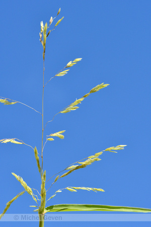 Rijstgras; Cut-grass; Leersia oryzoides