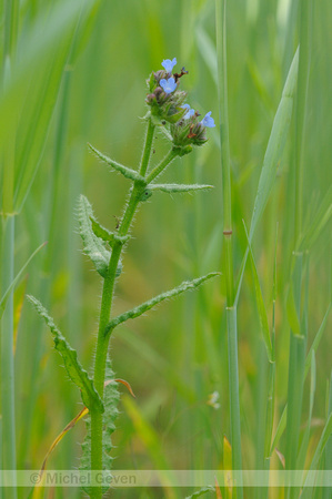 Kromhals; Annual Bugloss; Anchusa arvensis