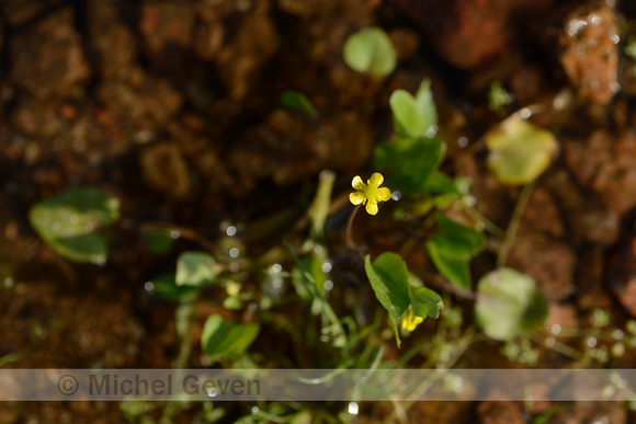 Addertongboterbloem; Adder's-Tongue Spearwort; Ranunculus ophiog