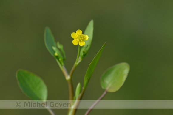 Addertongboterbloem; Adders'stongue Spearwort; Ranunculus ophiog