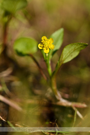 Addertongboterbloem; Adders'stongue Spearwort; Ranunculus ophiog
