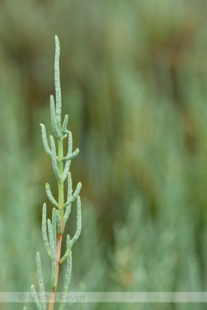 Salicornia veneta