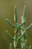 Salicornia veneta