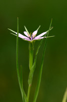 Geropogon hybridus