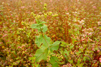 Franse Boekweit - Green Buckwheat - Fagopyrum tataricum