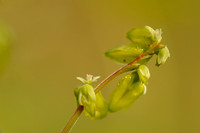 Franse Boekweit; Green Buckwheat; Fagopyrum tataricum;
