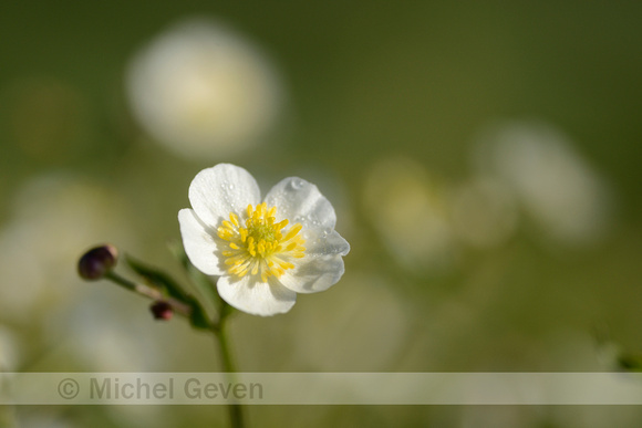 Witte Boterbloem; Aconite-leaf buttercup; Ranunculus aconitifoli