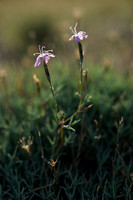 Pyrenean Pink; Dianthus pyrenaicus