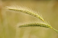Veldgerst; Meadow Barley; Hordeum secalinum