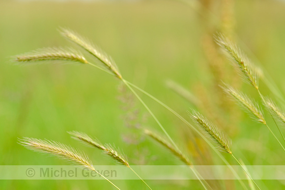 Veldgerst; Meadow Barley; Hordeum secalinum