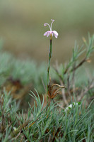 Pyrenean Pink; Dianthus pyrenaicus