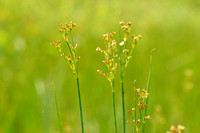 Veldrus; Sharp-flowered Rush; Juncus acutiflorus;