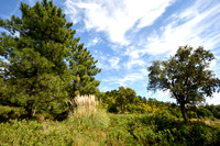 Pampasgras; Pampas-grass; Cortaderia selloana