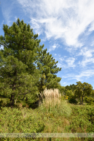 Pampasgras; Pampas-grass; Cortaderia selloana