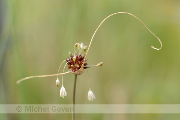 Moeslook; Field Garlic; Allium oleraceum