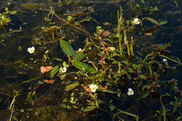 Drijvende Waterweegbree; Floating water plantain; Luronium natans
