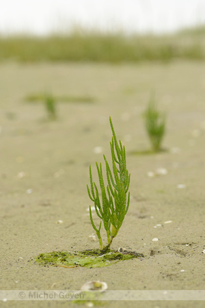 Langarige zeekraal; Saltwort; Salicornia procumbens;