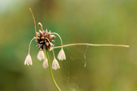 Moeslook - Field Garlic - Allium oleraceum