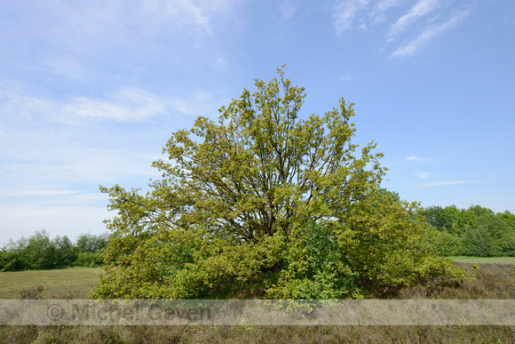 Zomereik; Pedunculate Oak; Queercus robur