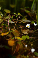 Drijvende Waterweegbree; Floating water plantain; Luronium natan