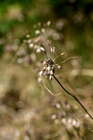 Moeslook; Field garlic; Allium oleraceum