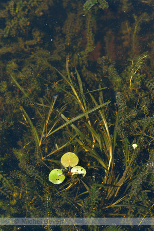 Spits fonteinkruid; Sharp-leaved Pondweed; Potamogeton acutifolius