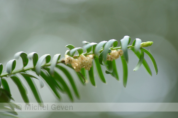 Taxus; Yew; Taxus baccata