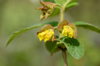 Struikkamperfoelie; Lonicera involucrata; Bearberry Honeysuckle