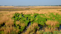Langarige zeekraal; Saltwort; Salicornia procumbens