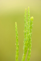 Langarige zeekraal - Saltwort - Salicornia procumbens