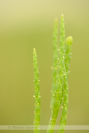 Langarige zeekraal; Saltwort; Salicornia procumbens;