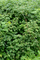 Bastaardframboos; Rubus idaeiodes