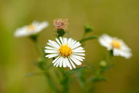 Smalle Aster - Narrow-leaved Michaelmas-daisy - Aster lanceolatus