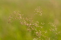 Gewoon struisgras; Common bent; Agrostis capillaris;