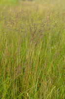 Gewoon struisgras; Common bent; Agrostis capillaris;