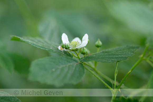 Geplooide stokbraam; Rubus plicatus;
