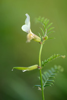 Grote Wikke; Large-flowered Vetch; Vicia grandiflora