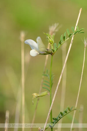 Grote Wikke; Large-flowered Vetch; Vicia grandiflora