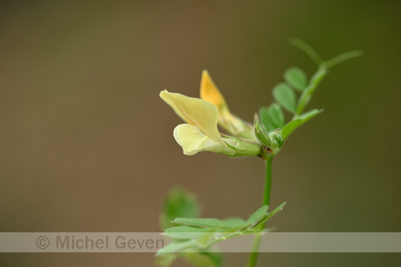 Grote wikke; Large-flowered Vetch; Vicia grandiflora