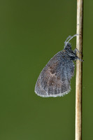 Hooibeestje; Small Heath; Coenonympha pamphilus