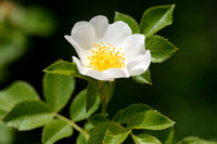 Schijnheggenroos; Fastbusch-Rose; Rosa subcollina