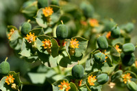 Broad-leaved Glaucous-spurge; Euphorbia myrsinites