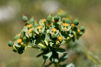 Broad-leaved Glaucous-spurge; Euphorbia myrsinites