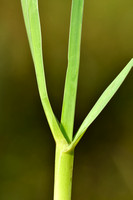 Bergbeemdgras - Broad-leaved Meadow-grass - Poa chaixii